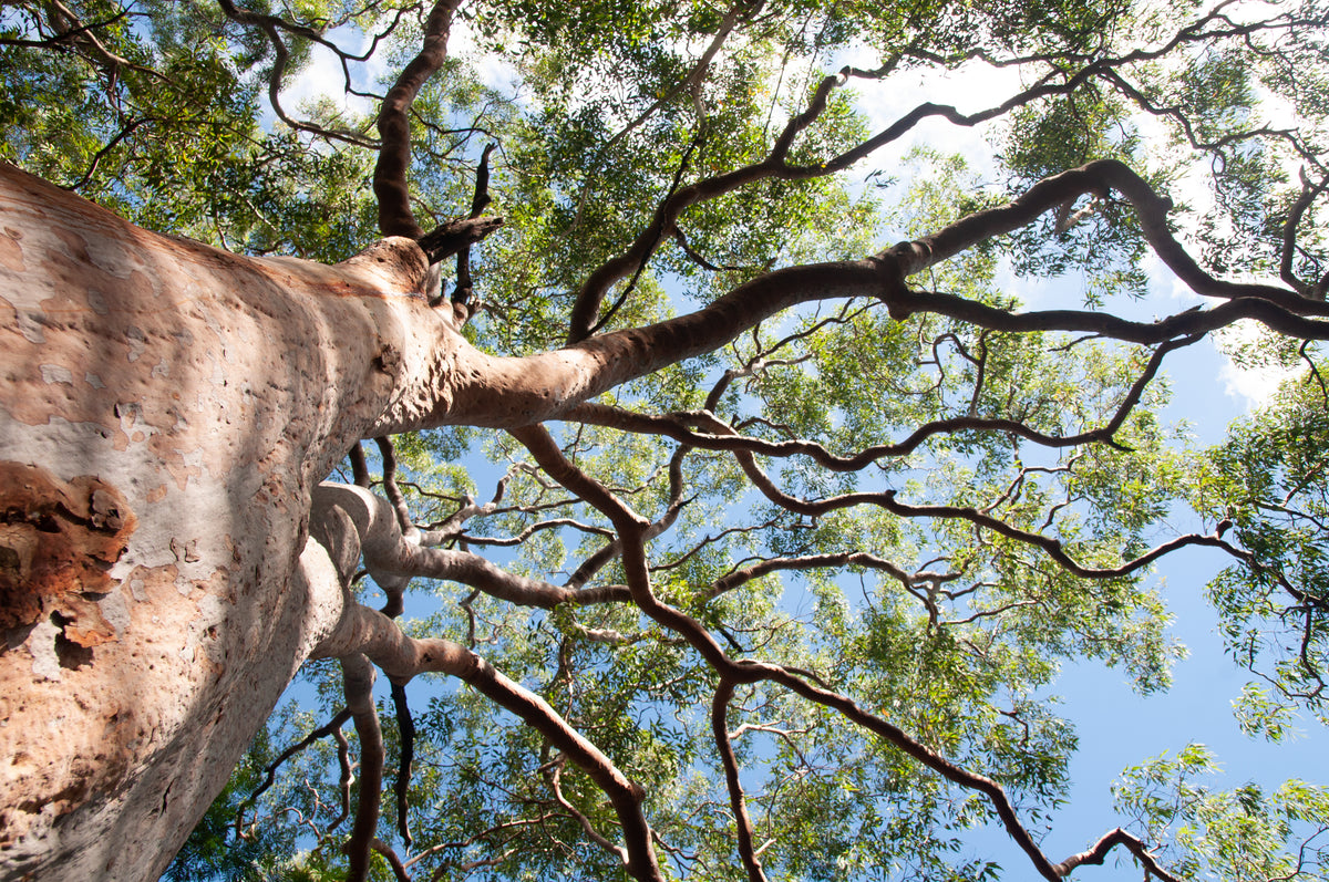 Eucalyptus tree trunk along one side with canopy of tree overhead