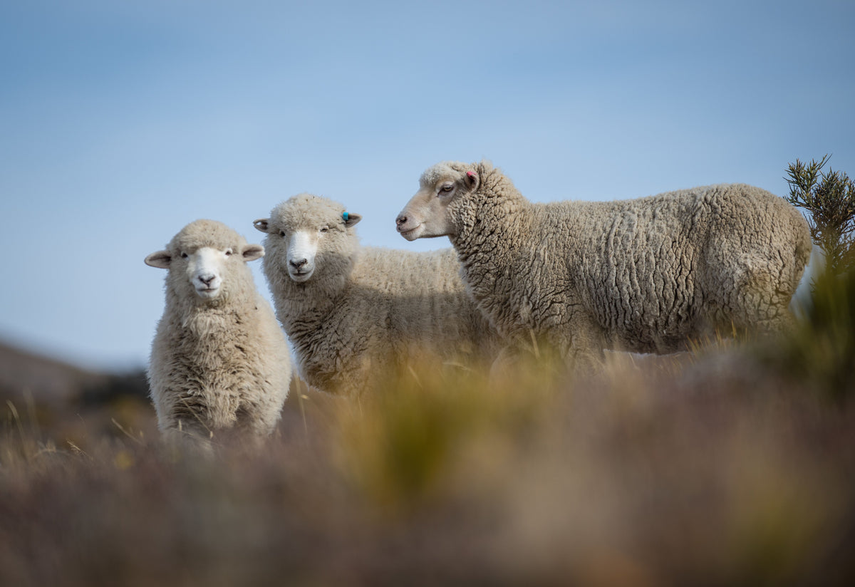 three merino sheep in a field on a hill