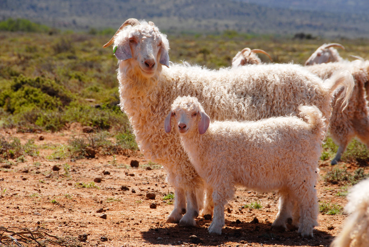 Angora goats in natural terrain