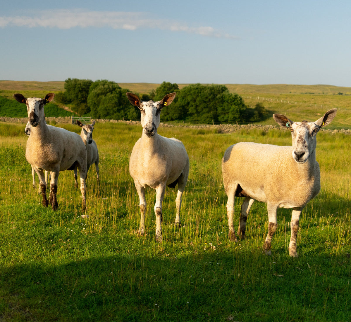 Five blue faced leicester sheep standing in a grassy field with a clear sky.