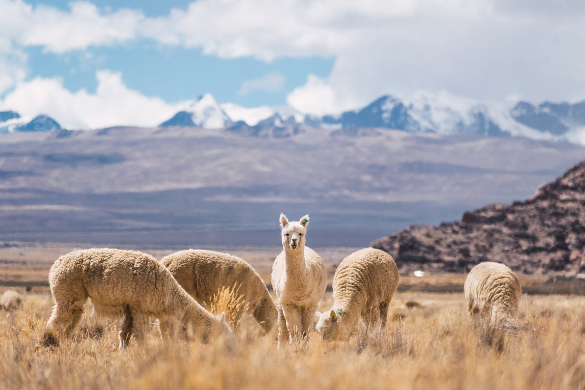 alpaca herd with mountains in background